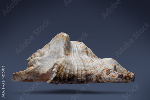floating seashell laying in the middle of dark blue background subject have clipping path already.