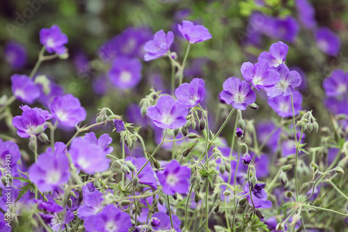 Hardy Geranium  Orion  in flower