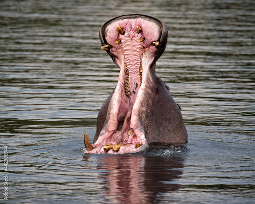 A Hippopotamus makes an aggression display by opening its mouth - Botswana, Africa 