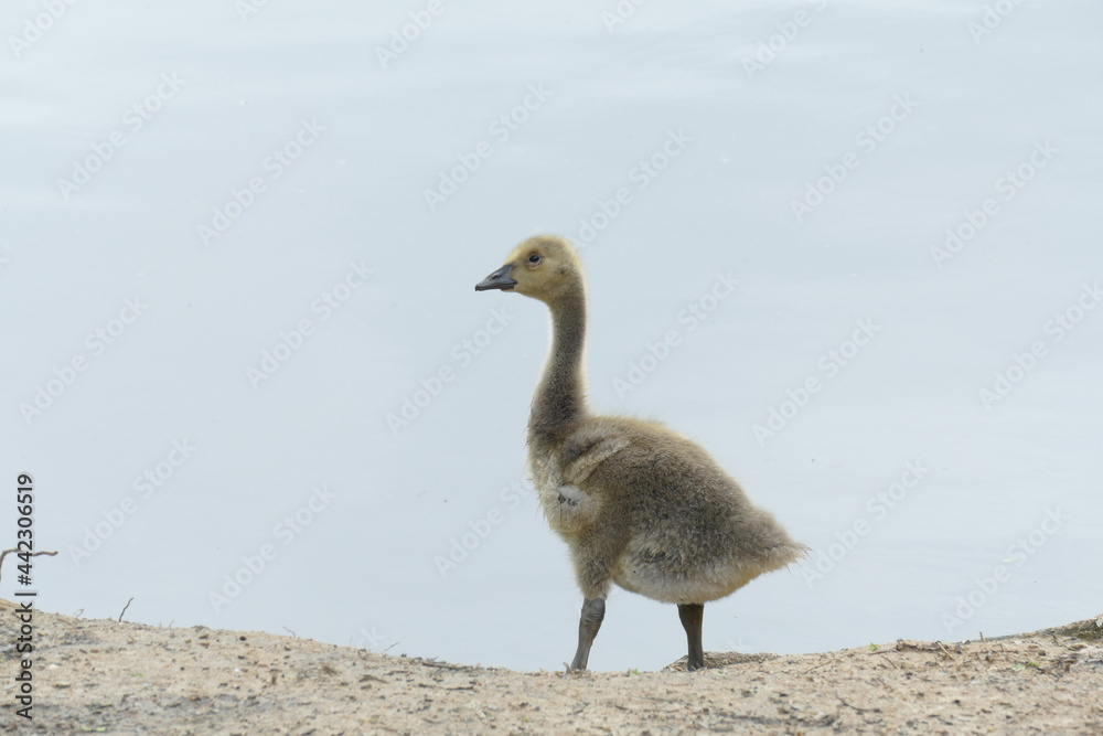 gosling standing at waters edge ready for new horizons gosling standing at waters edge ready for new horizons