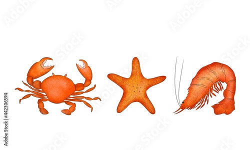 Set of three orange texture sea animals on white background hand-drawn digital illustration: crab, starfish, shrimp