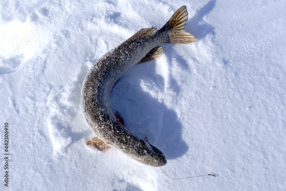 Obraz premium North pike. during cold winter time. Ice fishing