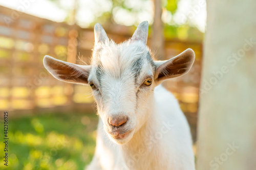 Portrait of a cute goat © nordantin