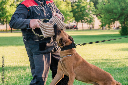 Dog Malinois during the protection training time. The dog protects its master. Belgian shepherd dog police in training bite pillow.
