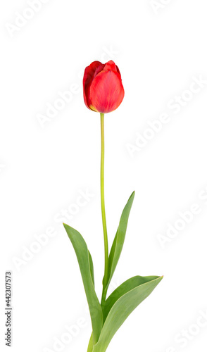 Tulip flower on a long stem with leaves, isolated on white background. Beautiful spring flowers.