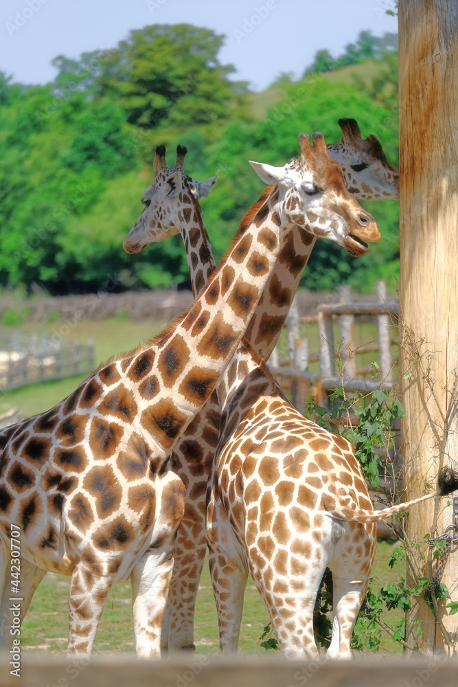 giraffe in prague zoo in czech republic