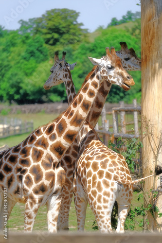 giraffe in prague zoo in czech republic