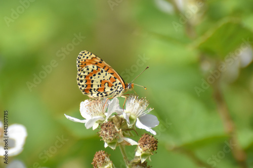 Spotted fritillary butterfly, red-band fritillary. Beautiful fritillary butterfly (Melitaea didyma)