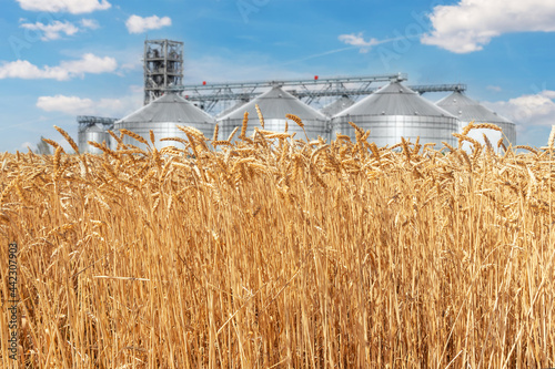 Scenic landscape of ripe golden organic wheat stalk field against modern silo granary cereal storage facility and blue sky on bright sunny summer day. Agricultural agribuisness business concept