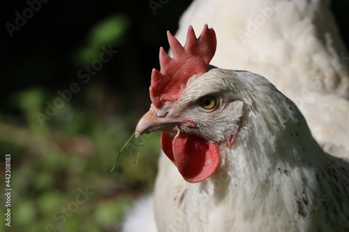 Weißes Huhn mit Grashalm 