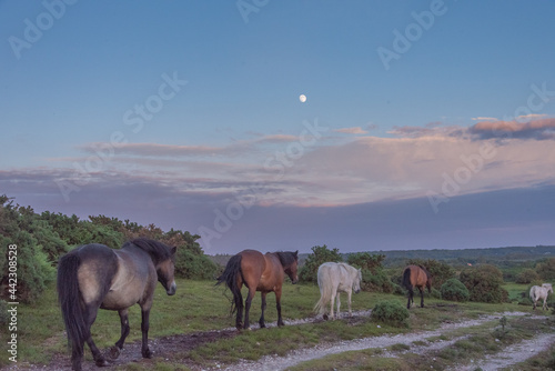 New Forest ponies trotting under moonlight  © claire