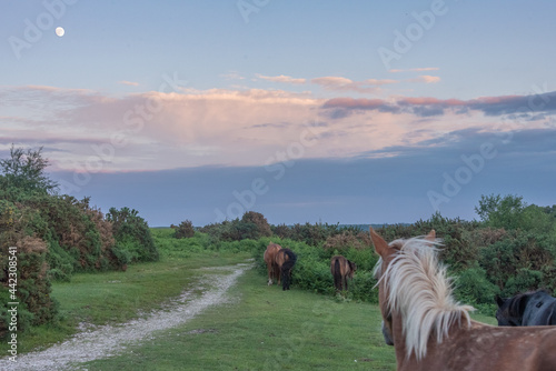 New Forest ponies under moonlight 