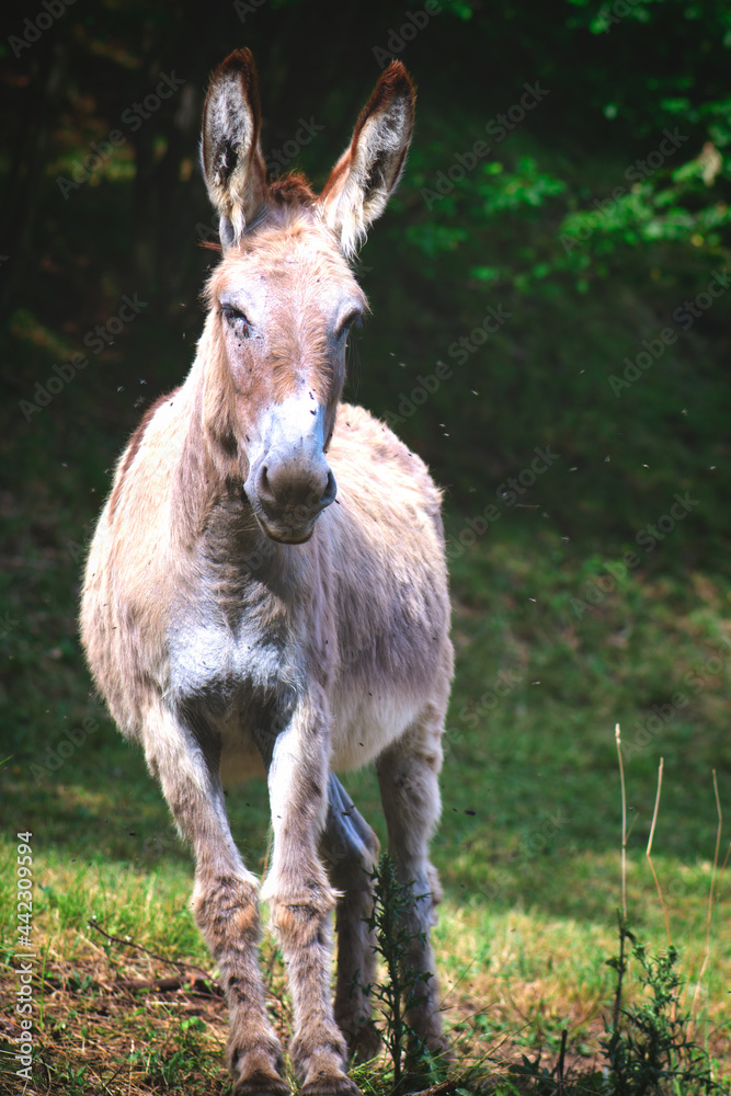 A donkey in the meadow on the Bergamo Alps in Italy A donkey in the meadow on the Bergamo Alps in Italy