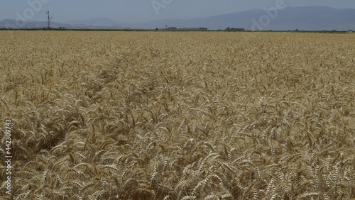 Durum Wheat Harvest Farm Garden Turkey Hatay