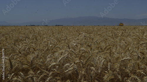 Durum Wheat Harvest Farm Garden Turkey Hatay