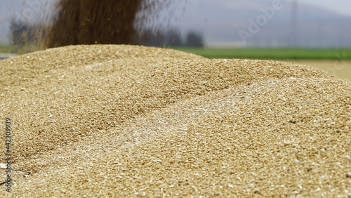Durum Wheat Harvest Farm Garden Turkey Hatay
