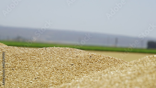 Foto Durum Wheat Harvest Farm Garden Turkey Hatay