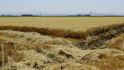 Durum Wheat Harvest Farm Garden Turkey Hatay
