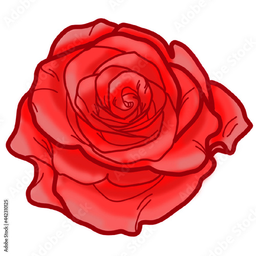 rose flower