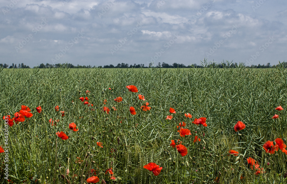 Obraz premium green field with red poppies