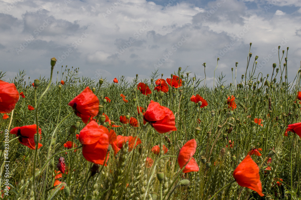 Fototapeta premium green field with red poppies