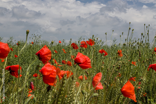 green field with red poppies