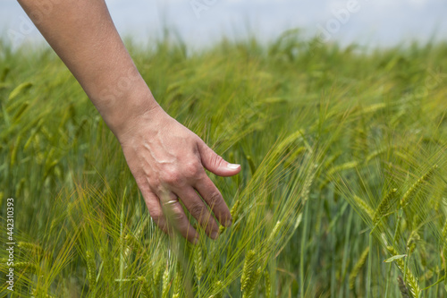hand on a field with wheat