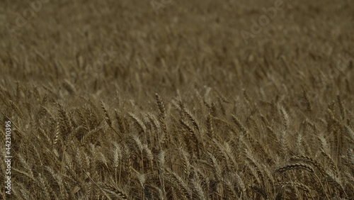 Durum Wheat Harvest Farm Garden Turkey Hatay