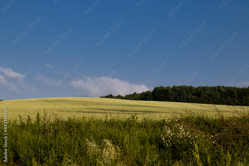 summer field with blue sky
