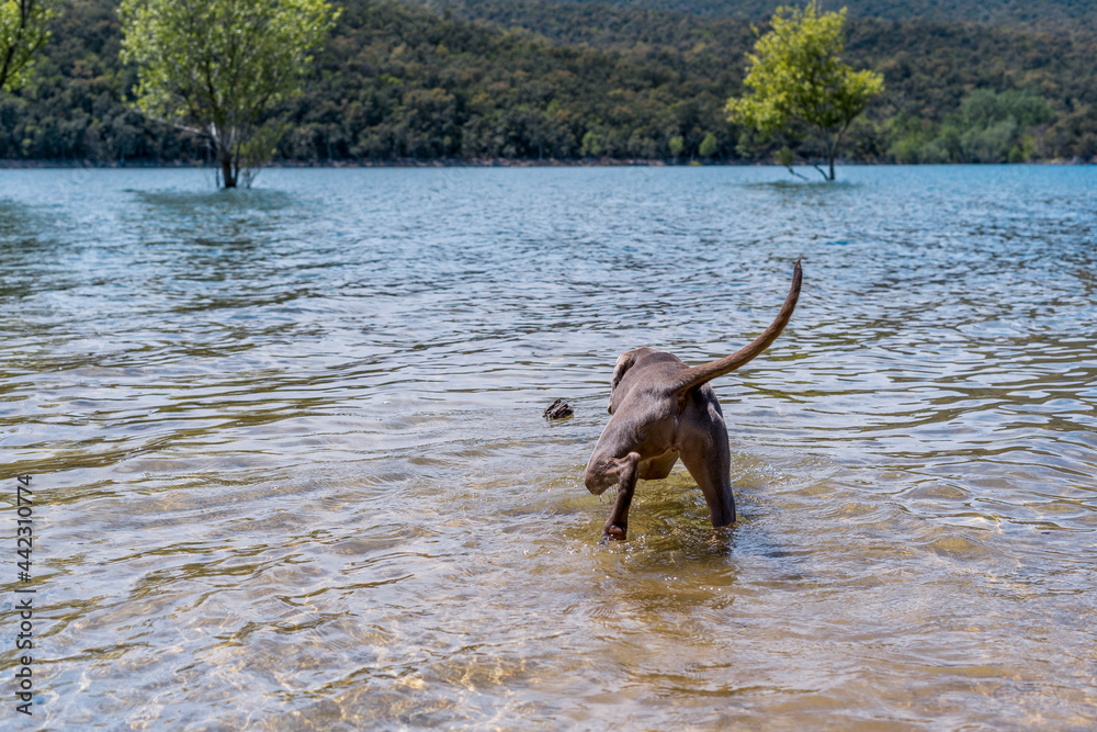 Braco de weimar, weimaraner purebred, playing catch in the water in a lake Braco de weimar, weimaraner purebred, playing catch in the water in a lake