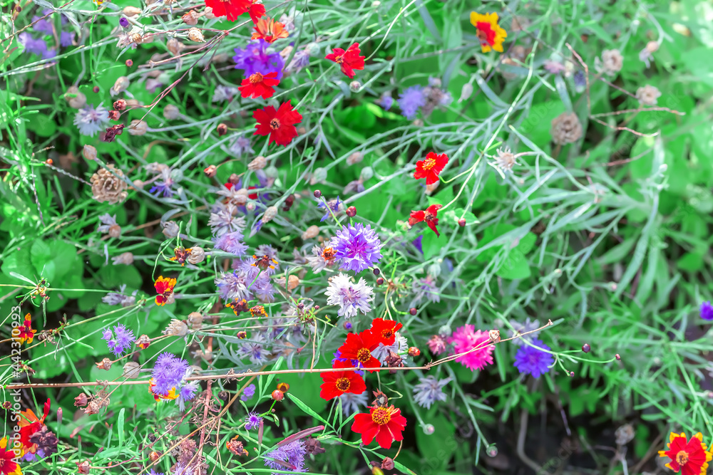 Naklejka premium Beautiful summer floral background, autumn different multicolored meadow flowers bloom on a green flower bed in the park