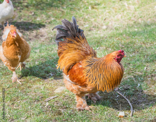 Multicolored cock rare breed of Brama the poultry yard