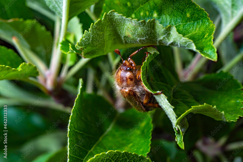 Portrait of June Beetle (Amphimallon solstitiale) holding on to a leaf of an apple tree. Portrait of June Beetle (Amphimallon solstitiale) holding on to a leaf of an apple tree.