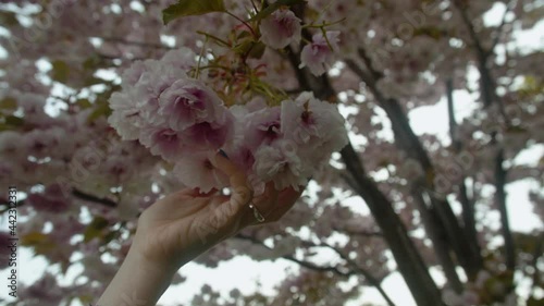 Woman gently touch lush double flowers bunch, enjoy hanami time. Beautiful blossoming Kanzan cherry tree in Ueno Park at April. Blurred branches with flowers on background photo