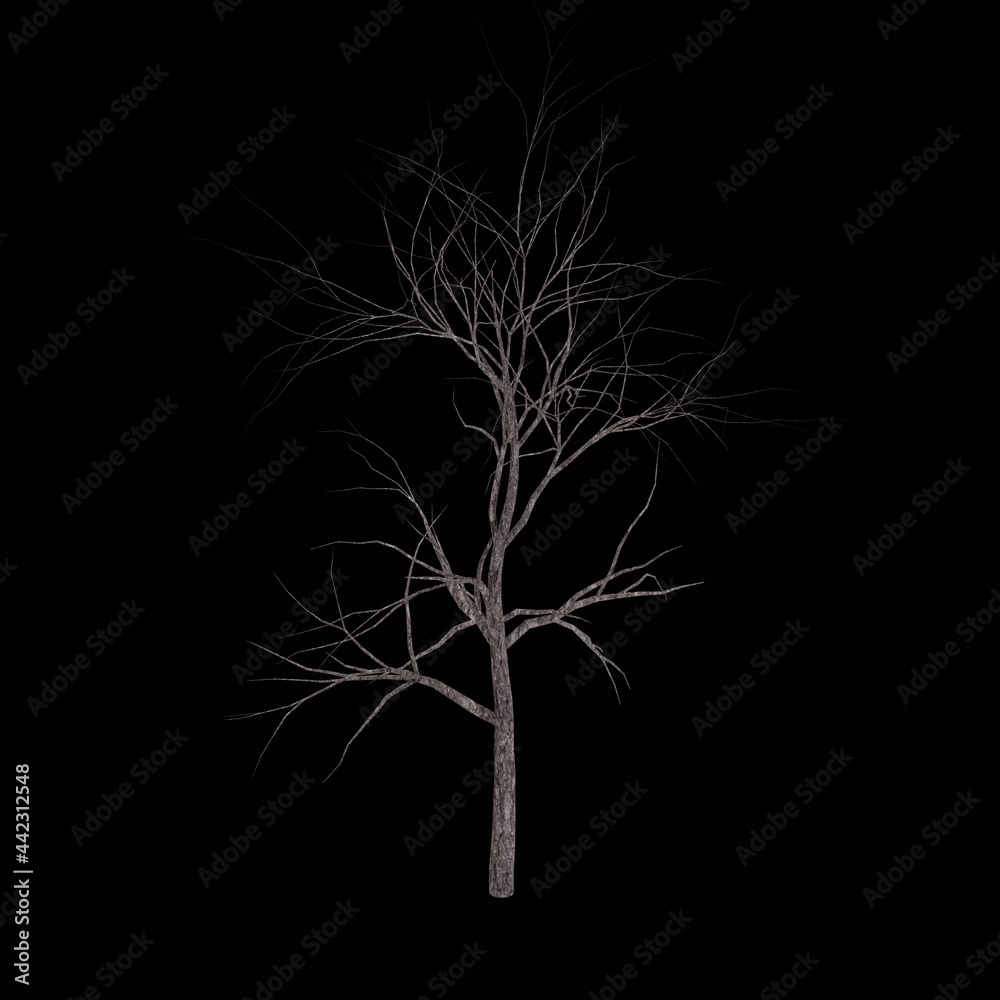 Obraz premium White tree 3d rendering. Tree picture. Black background.