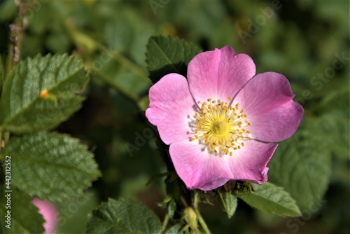 Heckenrose 