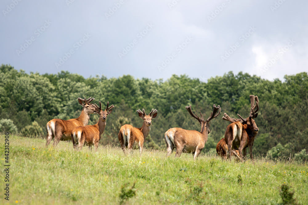 Deers in summer field.
