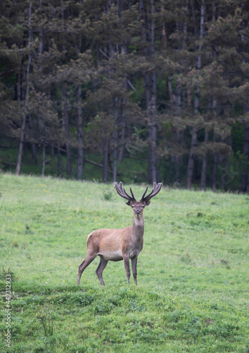 Deer in summer field.