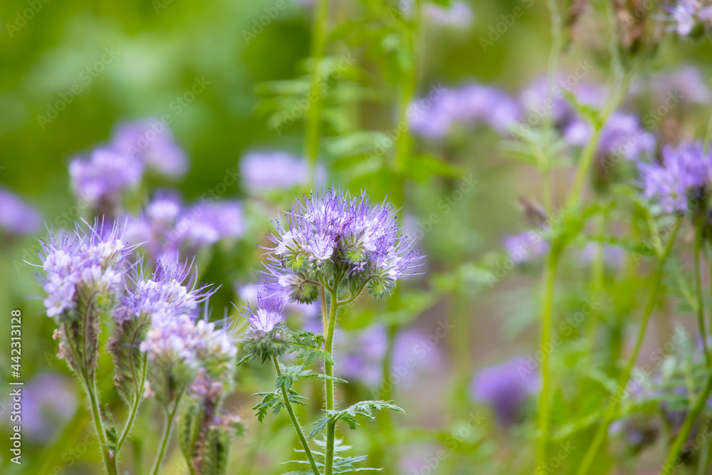 Obraz premium Phacelia on a green blurred background. Plant for bees