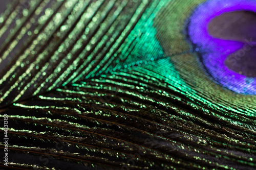 Closeup peacock feather  © Mohammed