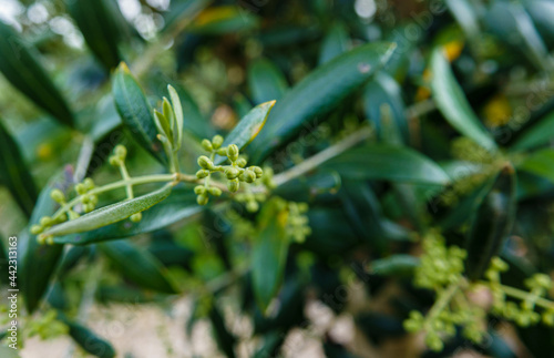 close up macro of first flower buds on a summer olive tree