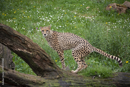 cheetah walking and marking territory photo