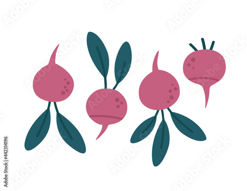 Vector illustration of radish, with leaves and without, isolated on white. Hand-drawn set in flat style. Illustration of vegetables. Suitable for illustrating healthy eating, recipes, local farm.