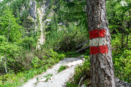 Wallpaper Mural Hiking trail sign painted on a tree in the Austrian Alps Torontodigital.ca
