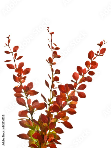 Red sprigs of barberry isolated on white  