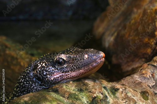 Close-up on a monitor lizard on a stone in the park.