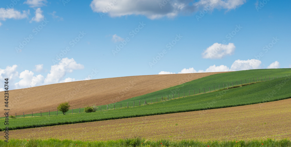 Fototapeta premium meadows with blue sky and clouds background