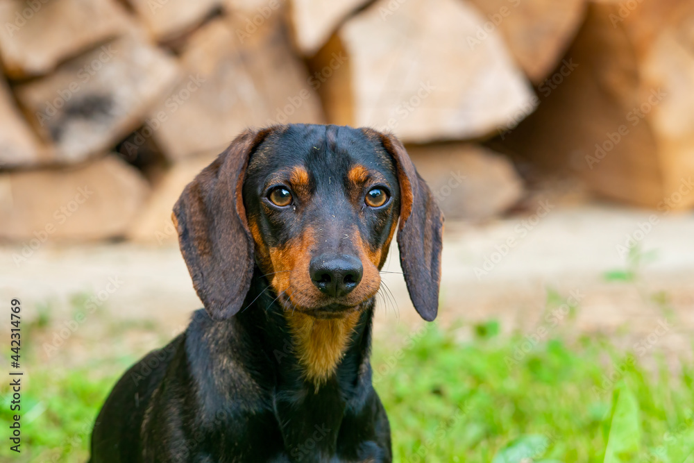 portrait of a dachshund