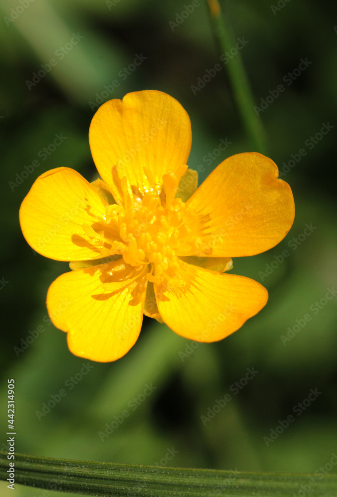 Large green field with grass and flower under the bright sun Large green field with grass and flower under the bright sun