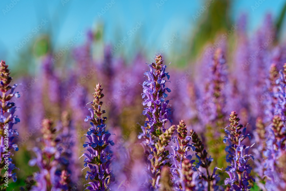 Obraz premium A field of beautiful purple flowers, natural background